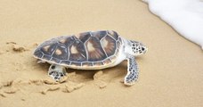 Une «marée rouge» occasionne la mort de 292 tortues au Mexique