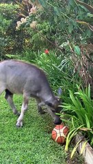 Buffalo Having a Ball