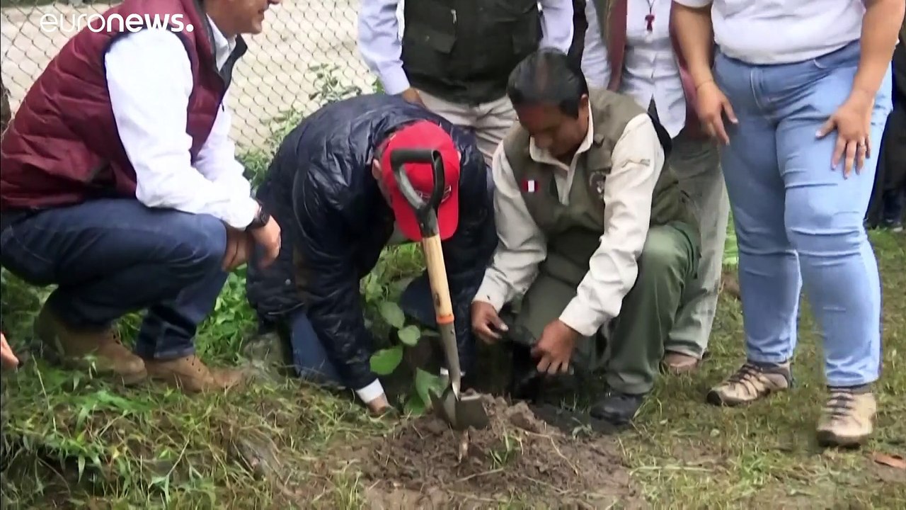 Eine Million Bäume für Machu Picchu