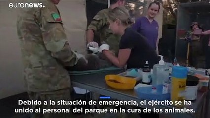 Incendios en Australia: El parque natural que lucha por salvar a los animales