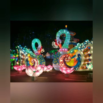 Festival delle lanterne cinesi- Fico