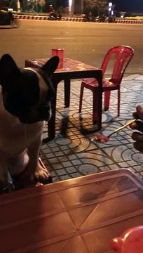 Doggo Drools for Sweet Soup