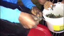 Estudante encontra ninho de tartaruga em Pontal do Ipiranga