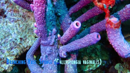 Diving the Wonderful Divsite Keepsake on Klein Bonaire