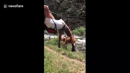 Adventurous Corgi 'helps' go down a zip line in Denver
