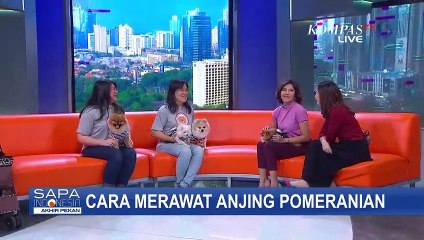 Bulu Anjing Pom-pom Ternyata Lebih Baik Berada di Suhu Ruangan, Begini Cara Merawatnya
