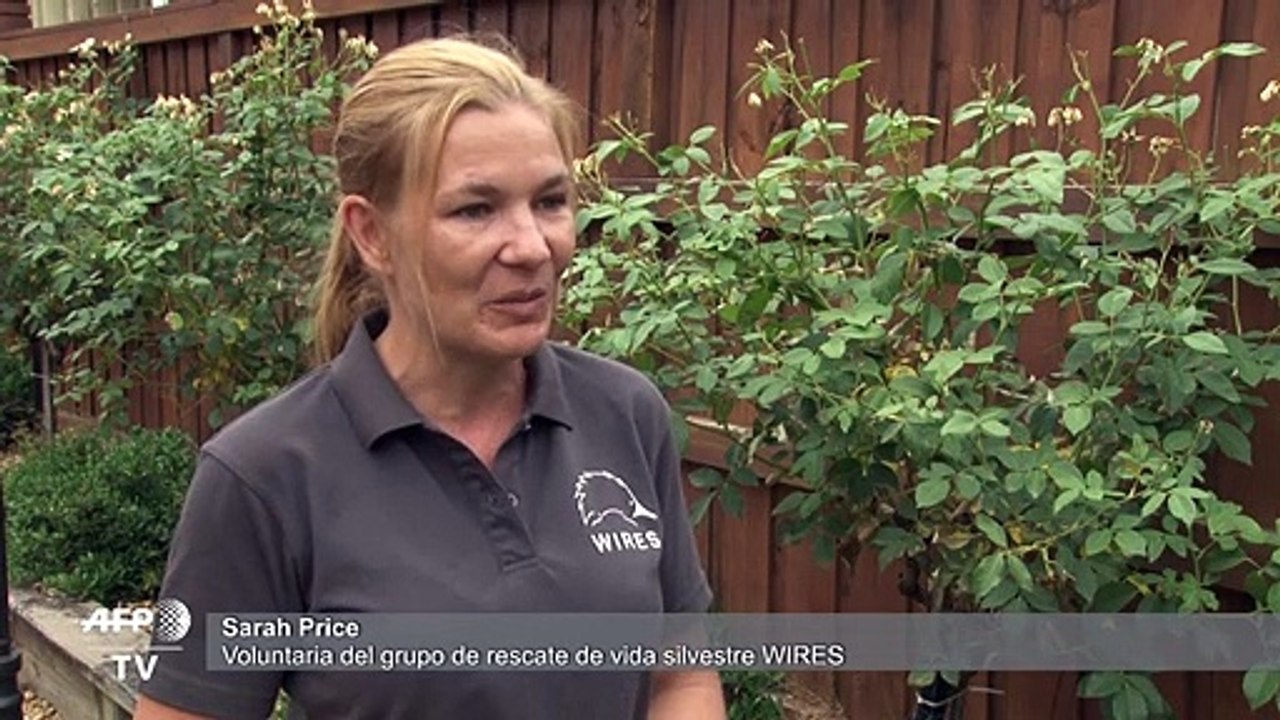 Los incendios en Australia podrían ser fatales para ciertas especies