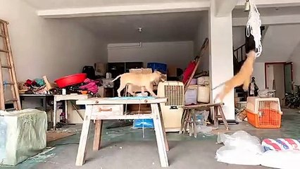 Cães bebés brincam super felizes e acabam pendurados nas cordas