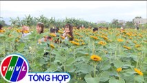 Mãn nhãn với vườn hoa hướng dương ở vùng lũ Bình Định