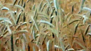 WIND IN THE WHEAT - Relaxing countryside - Relax autumn - Nature , holydays , relaxation , farm 风 ветер vento 風 vent viento 바람 ينفخ বায়ু हवा angin ਹਵਾ rüzgar campagne 农村 Weizen قمح 小麦 밀 trigo blé 小麦 пшеница गेहूँ gandum گندم Grano tarwe buğday bidang hd