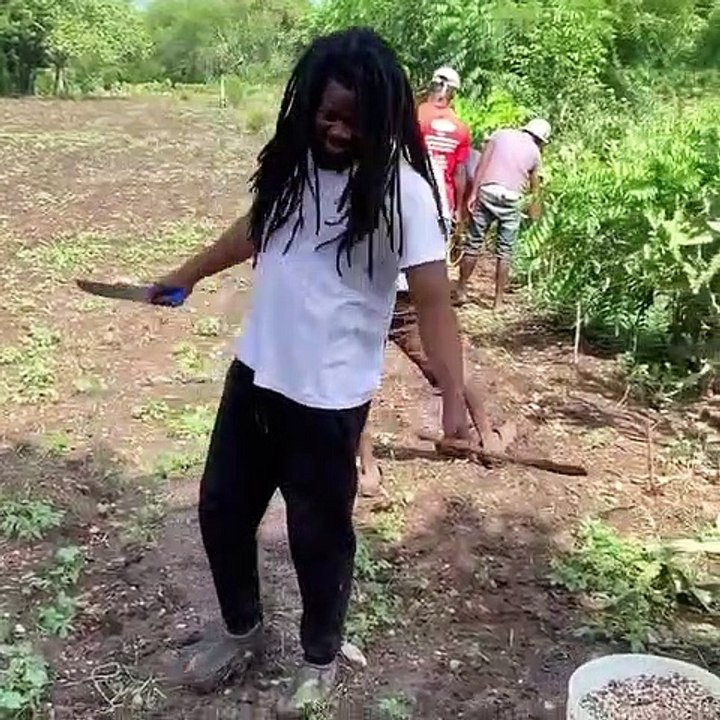 Moringa Farm Haiti