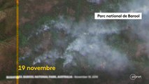 Australie : découvrez les forêts décimées par les incendies dans cet avant-après