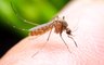 Sıtma hastalığı nedir? Sıtma hastalığı belirtileri nelerdir? Sıtma tedavisi nasıl yapılır?