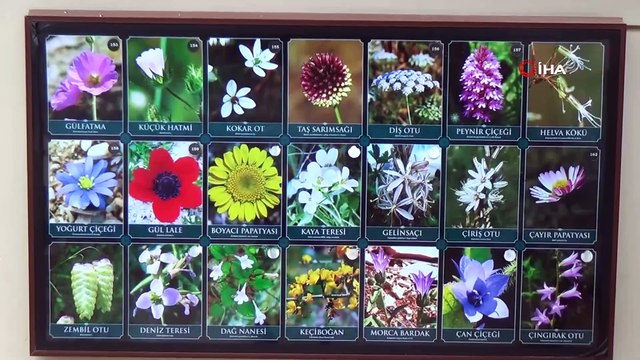 Tıbbi Aromatik Bitkiler Müzesine ilgi artıyor