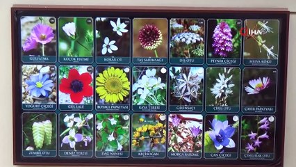 Tıbbi Aromatik Bitkiler Müzesine ilgi artıyor