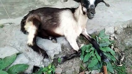 Goat eating - Thats it!