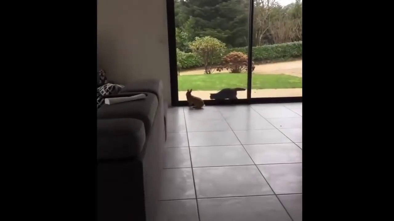 Funny Baby Bunny Rabbit Videos 2 - Cute Rabbits Compilation 2018_HD