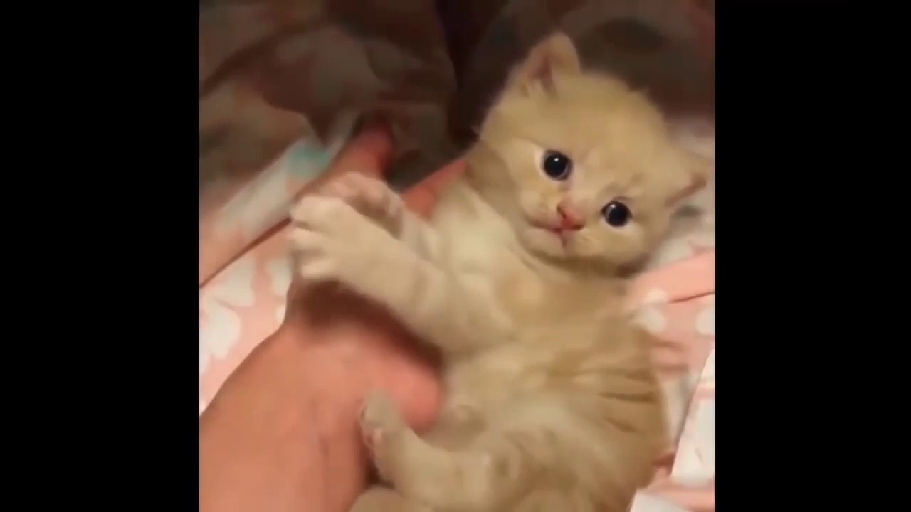 Funny Moments Captured of Cats and Dogs