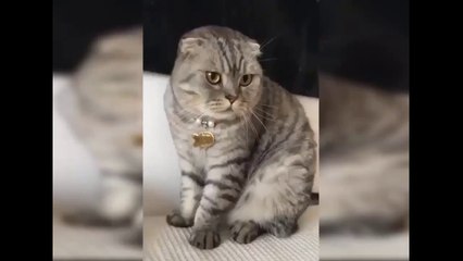 Funny Dogs And Mischievous Cats:- Try Not To Laugh