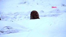 Yüksekova'da etkili olan soğuk hava, 3 yavru köpeğin ölümüne neden oldu