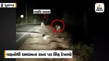 ગીરમાં રસ્તા પર સિંહ સામે આવતા યુવક જીવ બચાવવા બાઇક મૂકીને ભાગ્યો, વીડિયો વાયરલ