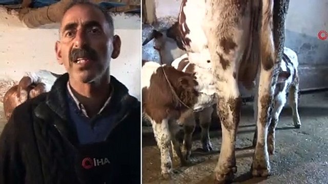 İkiz Bekleyen Besicilerin Üçüz Buzağı Sevinci; Bizde Şok Olduk