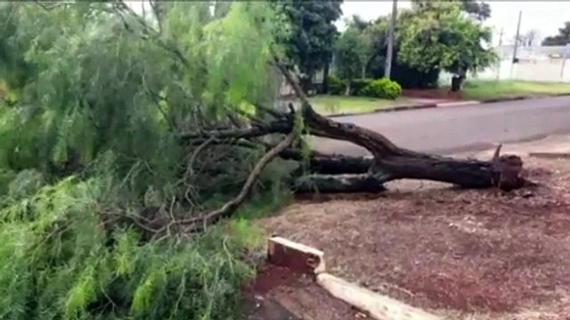 Árvore cai e bloqueia rua do XIV de Novembro
