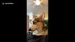 Adorable corgi flaps ears as though trying to take off