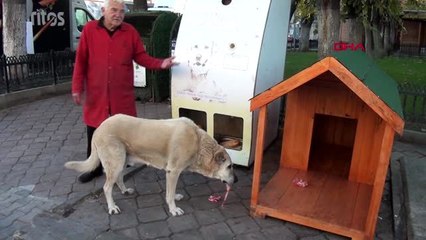 Aydın kuşadası'nda sokak hayvanlarına sıcak yuva