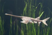 El primer animal extinguido en 2020: el pez remo gigante chino