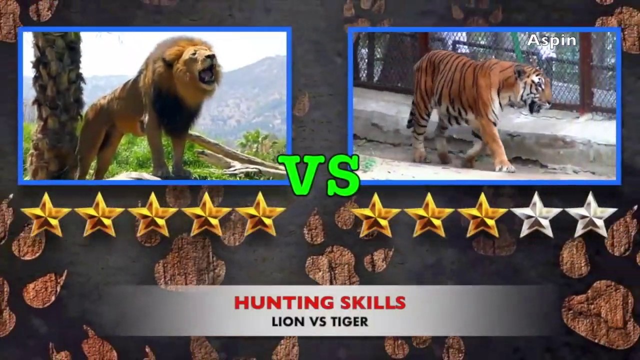Lion VS Tiger. How can is the powerful cat.