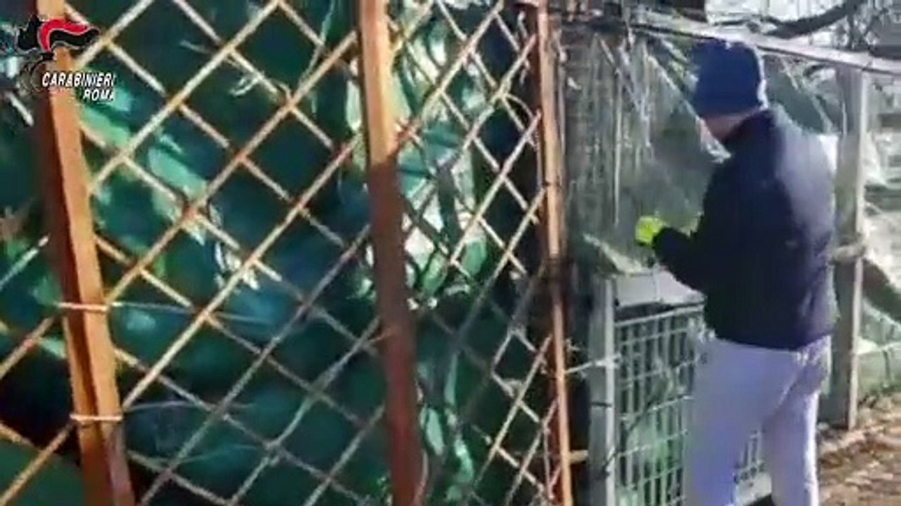 Roma - San Basilio, rimossi cancelli e barili a protezione di piazza di spaccio (10.01.20)