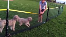 Ces 2 chiens n'arrivent pas à sauter cette petite barrière ! LOL
