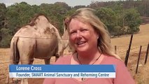 Australians Save Sanctuary Animals From Heavy Bushfires