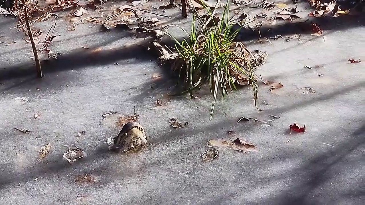 Regardez comment ces crocodiles arrivent à survivre dans les rivières gelées
