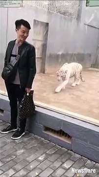 Jouer à 1,2,3 soleil avec un tigre blanc au zoo
