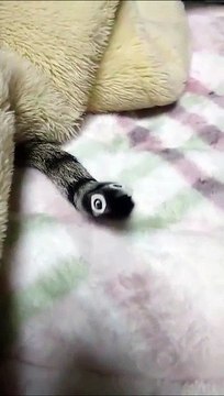 Coller des yeux sur la queue de votre chat : grosse rigolade