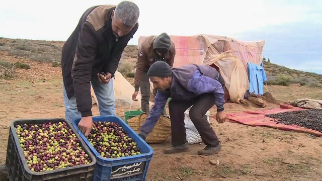بدء موسم جني الزيتون بإقليم سفرو بالمغرب