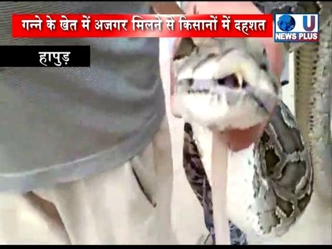 इसे देखकर आपके रोंगटे खडे हो जाएंगेऍ हापुड़ में गन्ने के खेत में निकला 15 फुट और 70 किलो का अजगर