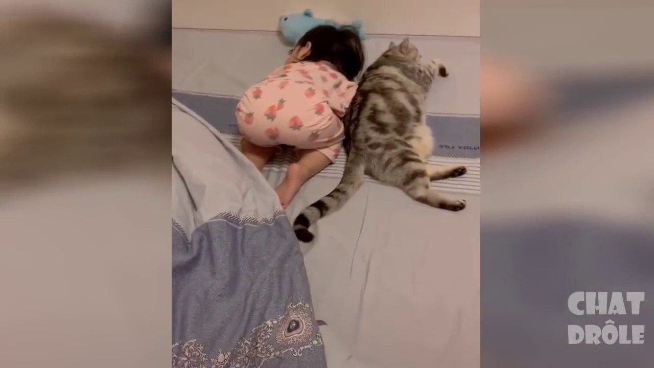 Try not to laugh ✪ cat video to die laughing  funny videos