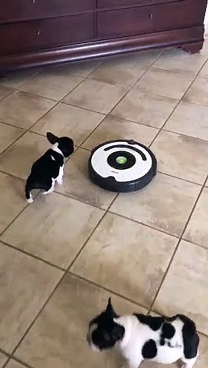 Bean Rides a Roomba