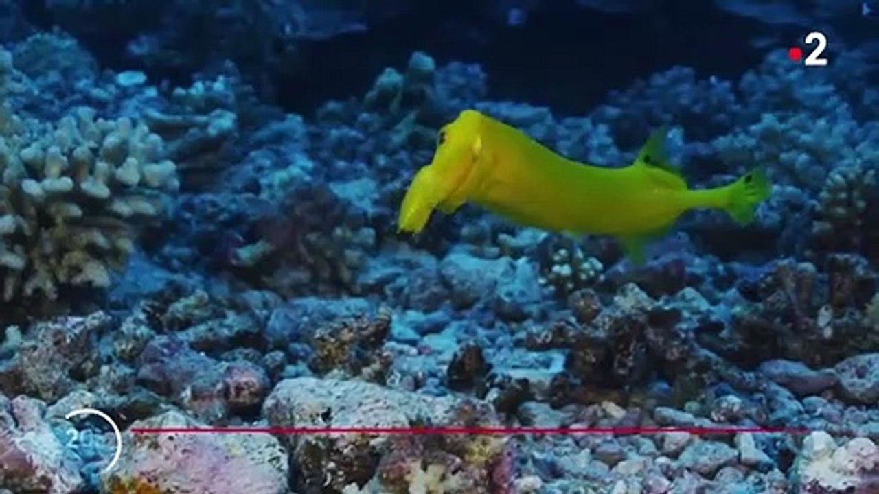 Plongée : une capsule pour vivre quelques jours au milieu des poissons