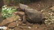 This Tortoise Fathered 800 Babies And Saved His Species