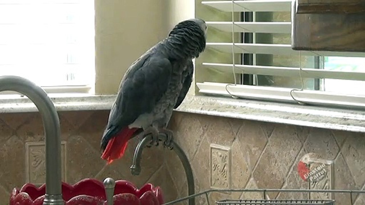 Talking parrot watches and comments about the squirrels