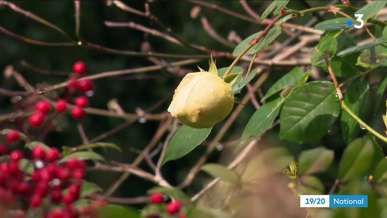 Climat : dans les jardins, des floraisons avant l'heure