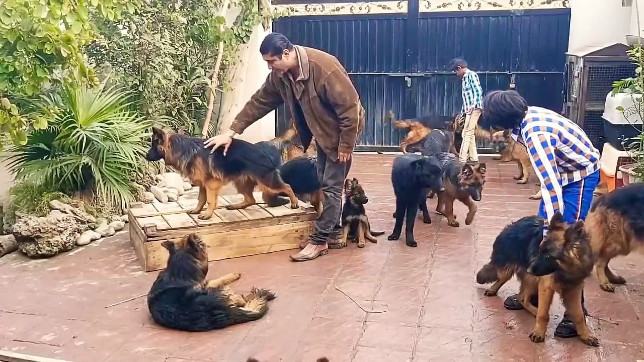 25 German shepherd, Biggest dog kennel, special video 2020