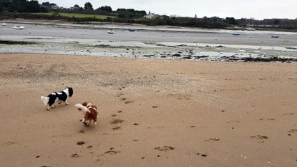 Golmotte et les bernaches