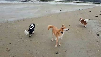 Les poilus à la mer à Lancieux