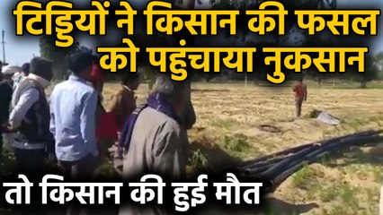 Locusts से नुकसान को देख किसान की मौत, Loan लेकर की जीरे की खेती | वनइंडिया हिंदी