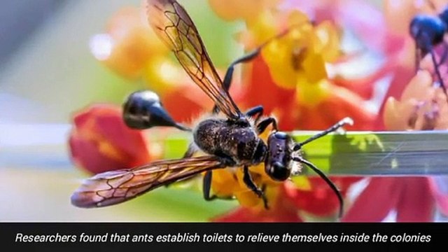 Who are the only creatures that will farm other creatures, besides humans_?